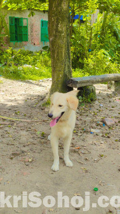 Golden Retriver Male Dog